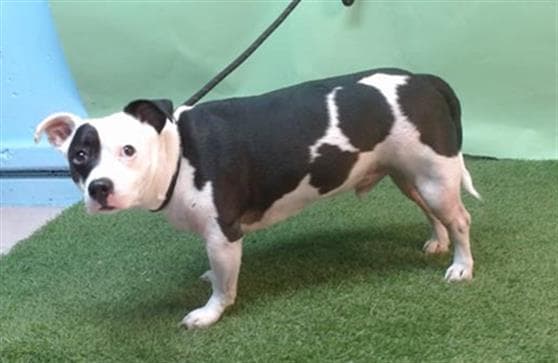 Petey, a Terrier, available for adoption