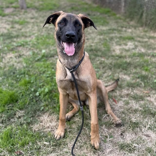 Molly, a Belgian Shepherd Malinois, available for adoption