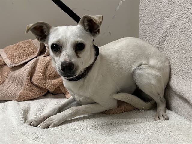 Eleanor, a Chihuahua, available for adoption
