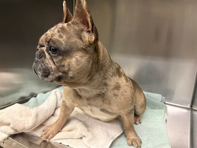 A5745964, a French Bulldog, available for adoption