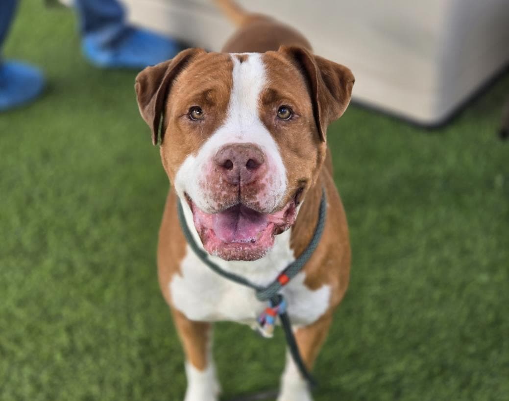 Butterscotch, a American Bulldog, available for adoption