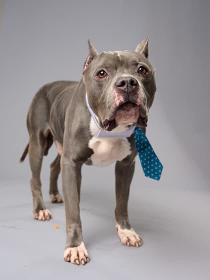 Bunty, a American Bulldog, available for adoption