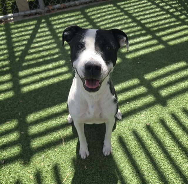 Penelope Pit, a Pit Bull Terrier, available for adoption