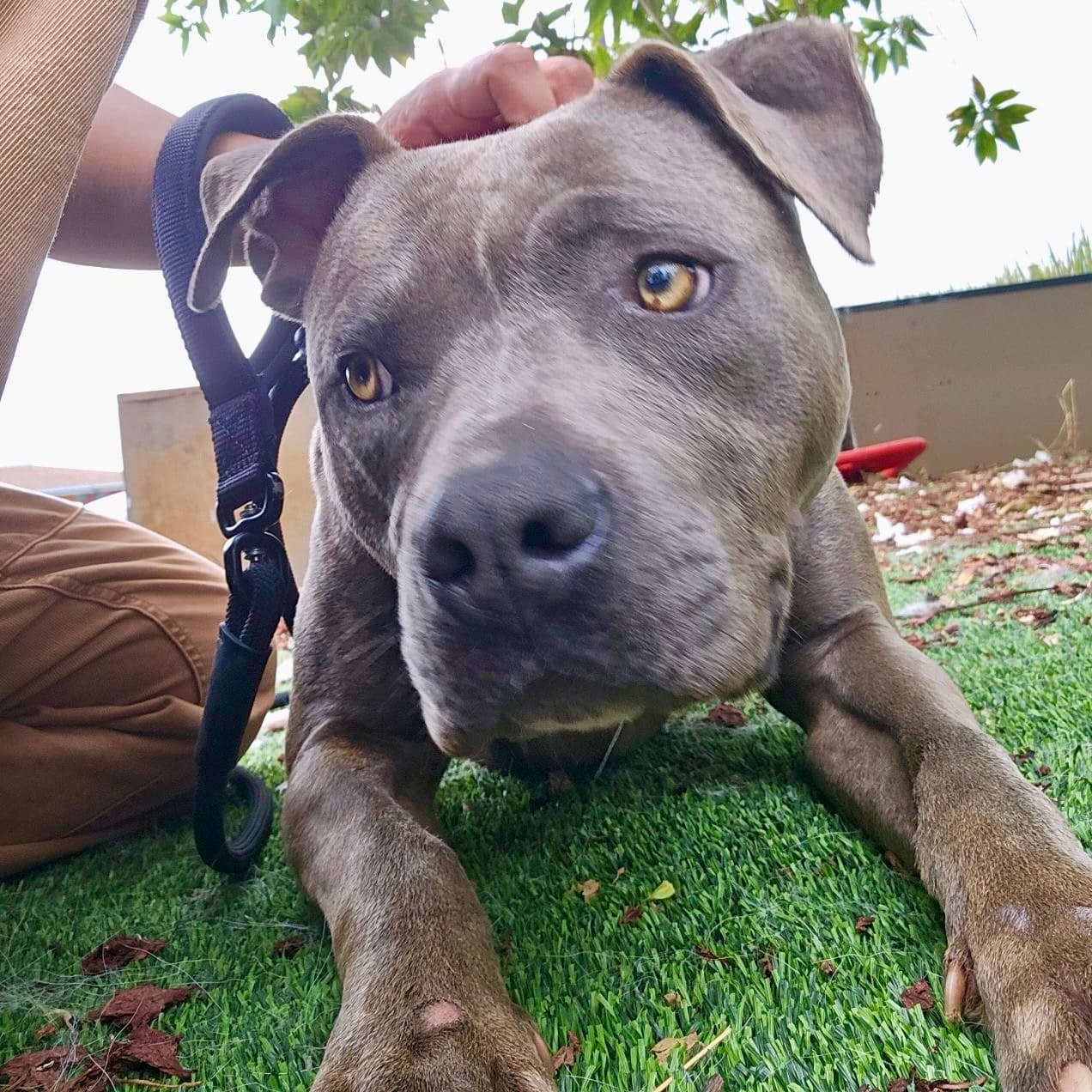 Dior, a Pit Bull Terrier, available for adoption