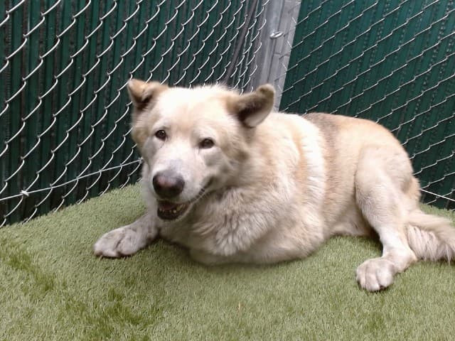 Eastwood, a Alaskan Malamute, available for adoption