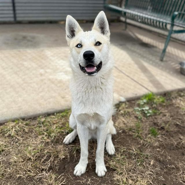 Runner, a Siberian Husky, available for adoption