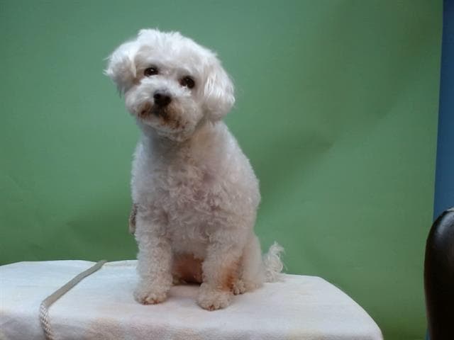 A5738606, a Maltese, available for adoption