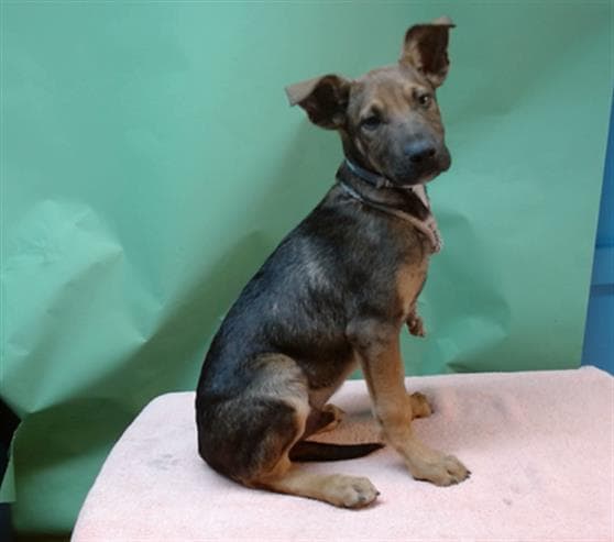 A5740826, a Labrador Retriever, available for adoption