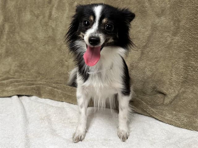 A5741081, a Papillon, available for adoption