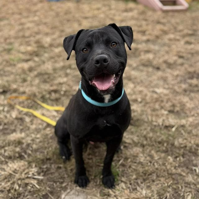 Herbert, a Labrador Retriever, available for adoption