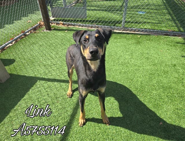 Link, a Doberman Pinscher, available for adoption