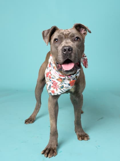 Rocco7, a Terrier, available for adoption
