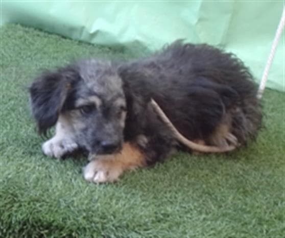 A5740910, a Terrier, available for adoption
