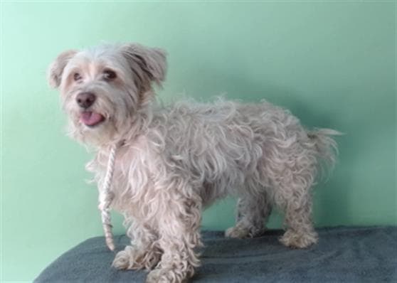 Anna Mae, a Terrier, available for adoption