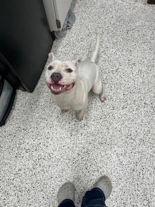 Isis, a Terrier, available for adoption