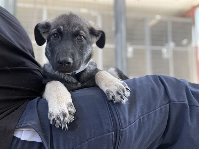 Blitz, a German Shepherd, available for adoption
