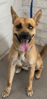 Nacie, a German Shepherd, available for adoption