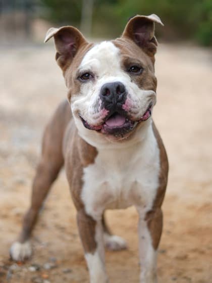 Richard, a Terrier, available for adoption