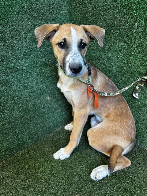 Banda, a German Shepherd, available for adoption