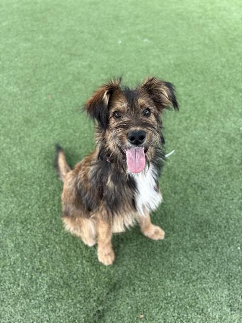 Harper, a Border Terrier, available for adoption