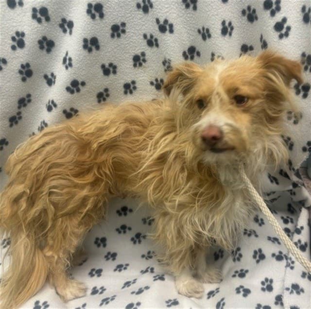 Frankie, a Chihuahua, available for adoption