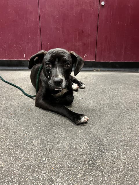 Chaz, a Labrador Retriever, available for adoption