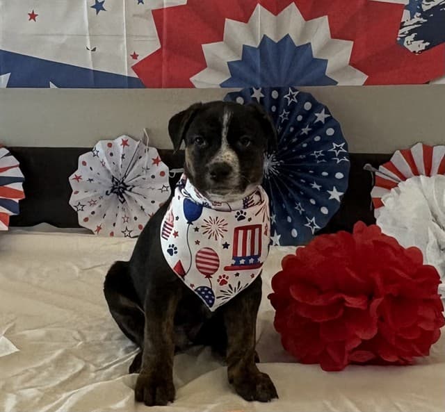 Ben, a Pit Bull Terrier, available for adoption