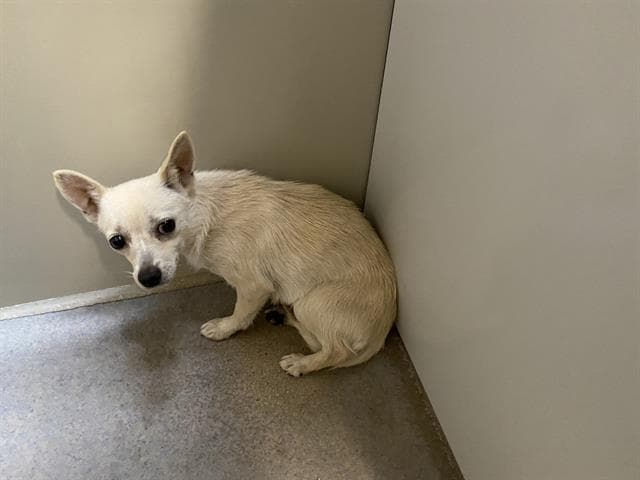 Tina, a Chihuahua, available for adoption