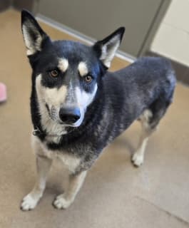 Pete, a Husky (mix breed), available for adoption