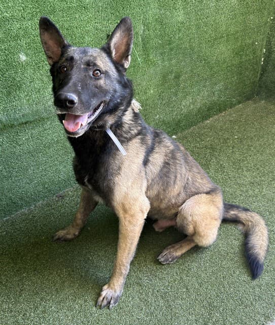John Wick, a Belgian Shepherd Malinois, available for adoption