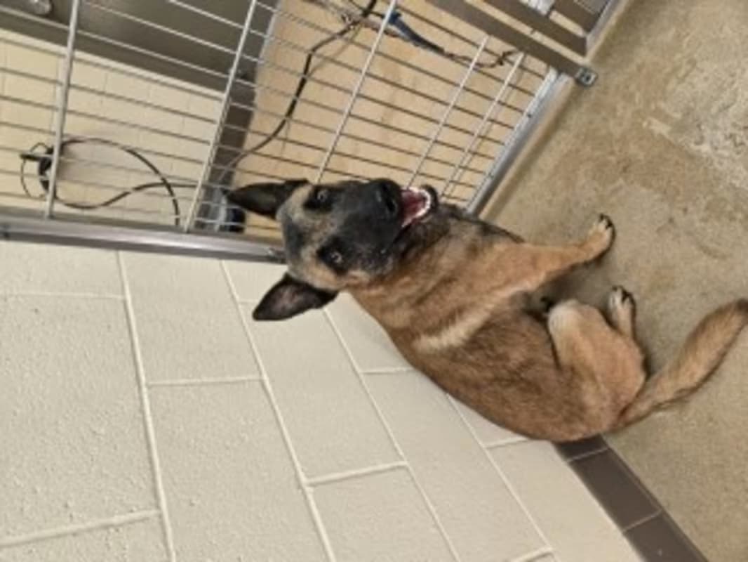 Marvel, a Dutch Shepherd (mix breed), available for adoption
