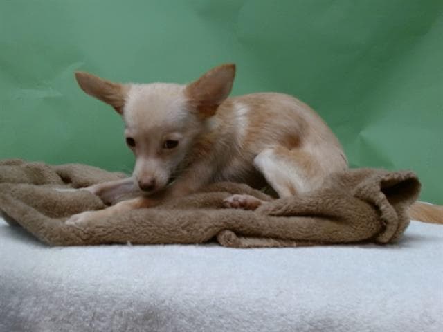 A5739083, a Chihuahua, available for adoption