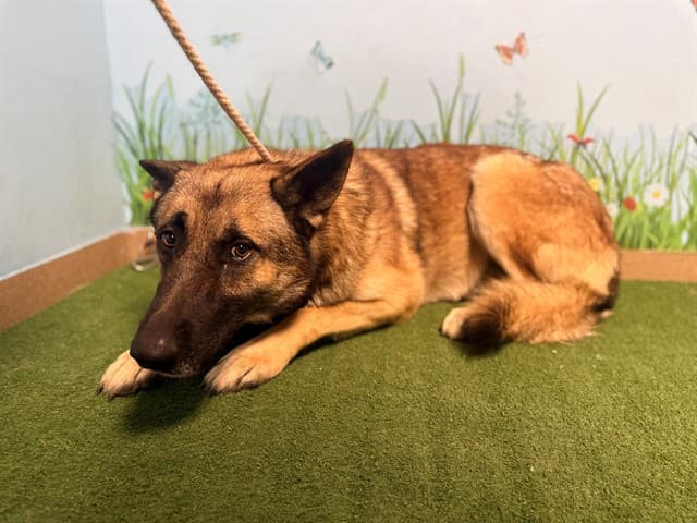 Wolverine, a German Shepherd, available for adoption