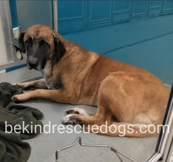 Morphis, a German Shepherd, available for adoption