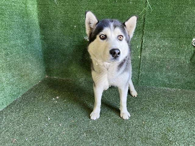 Yukon, a Alaskan Malamute, available for adoption