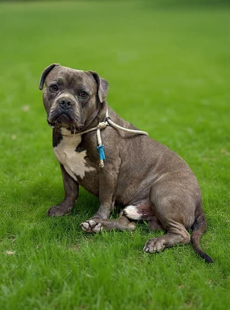 Pork Chop, a American Bulldog, available for adoption