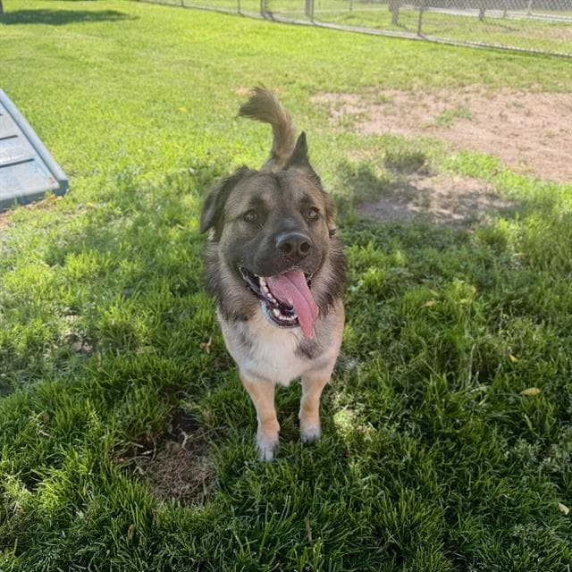Pal, a German Shepherd, available for adoption