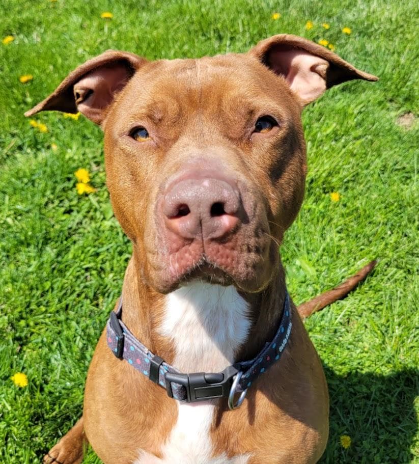 Maxie, a Pit Bull Terrier (mix breed), available for adoption