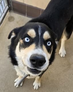 Cliff, a Husky (mix breed), available for adoption