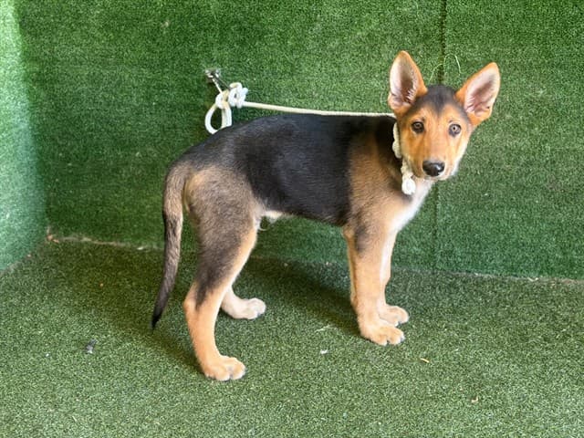 Simon, a German Shepherd, available for adoption