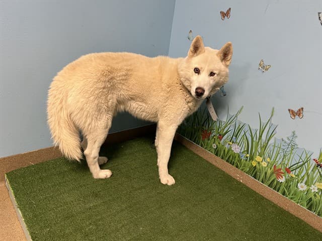 Blue, a Siberian Husky, available for adoption