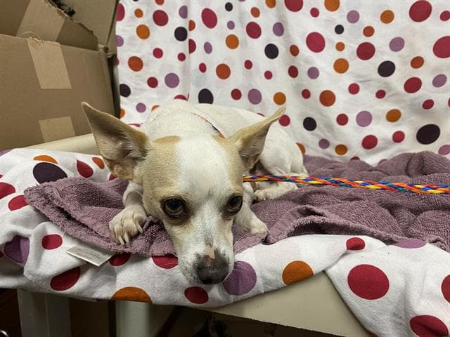 Yogi, a Chihuahua, available for adoption