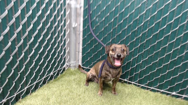 Bruno, a Chihuahua, available for adoption