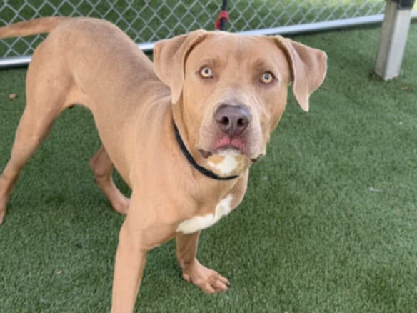 Arnold, a Pit Bull Terrier, available for adoption