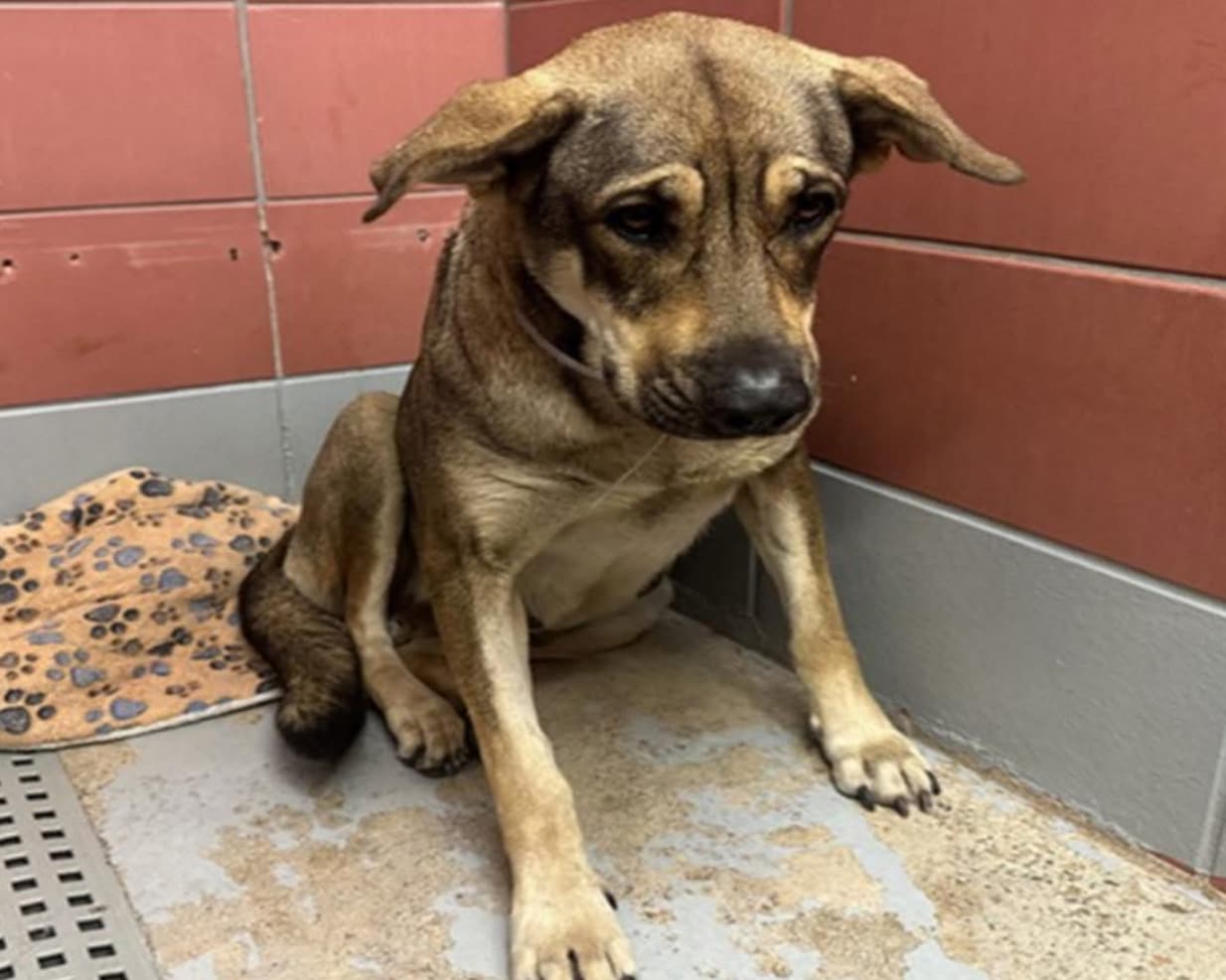 A2046154, a German Shepherd, available for adoption