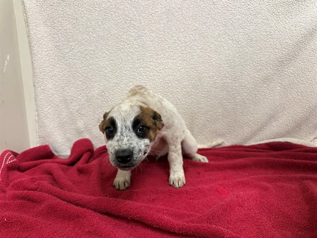 Ford, a Australian Cattle Dog/Blue Heeler, available for adoption