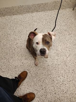 Mandulo, a Pit Bull Terrier, available for adoption