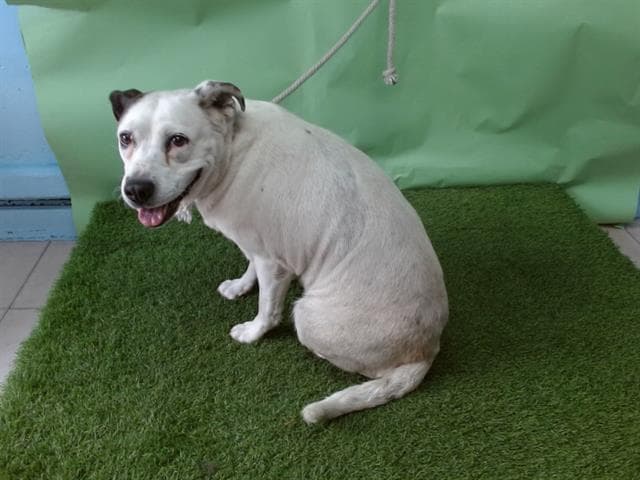 A5738479, a Border Collie, available for adoption