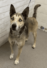 Dirk, a Siberian Husky, available for adoption