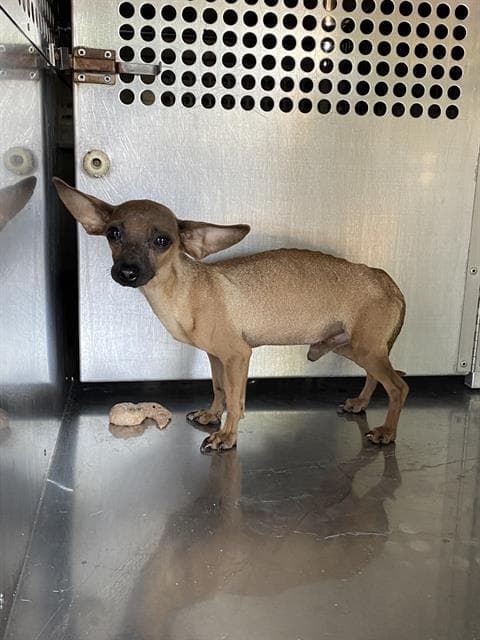 Mouse, a Chihuahua (mix breed), available for adoption
